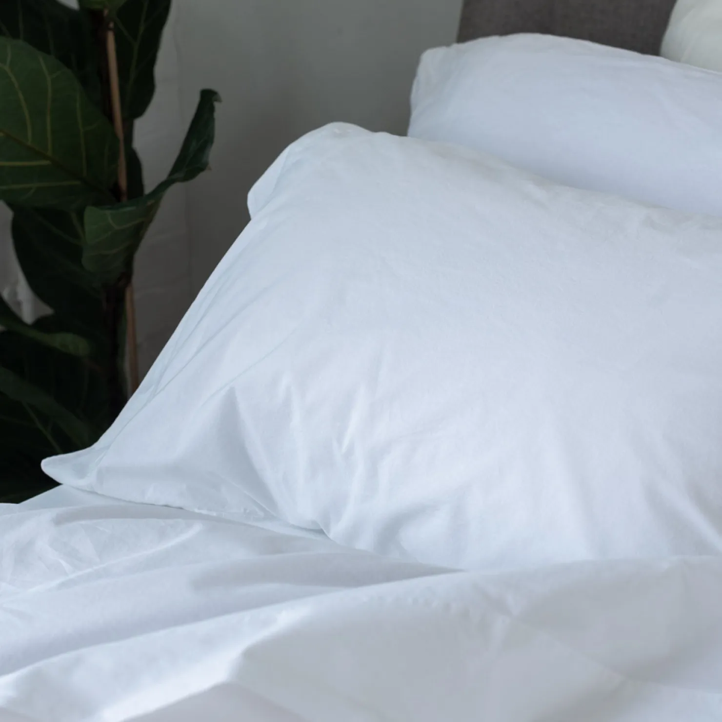 Fitted Sheets>Piglet in Bed White Washed Cotton Percale Fitted Sheet White Percale